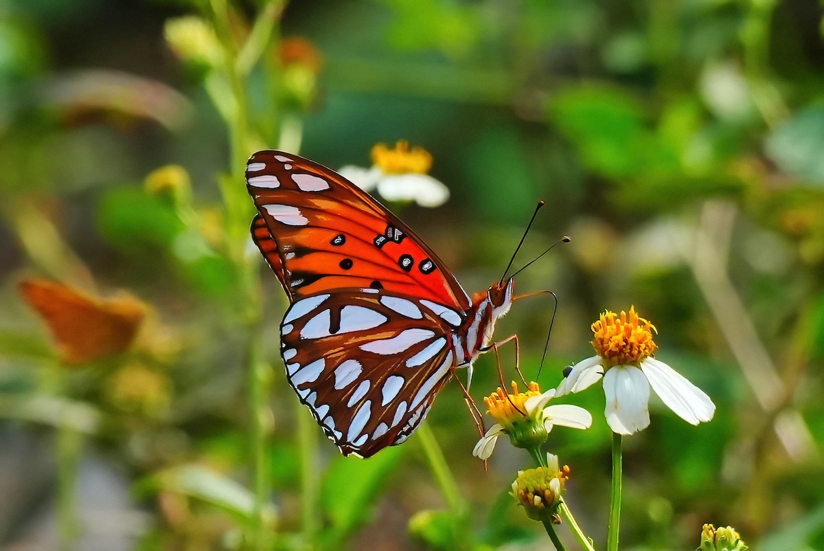 Gulf Fritillary - ML647134601