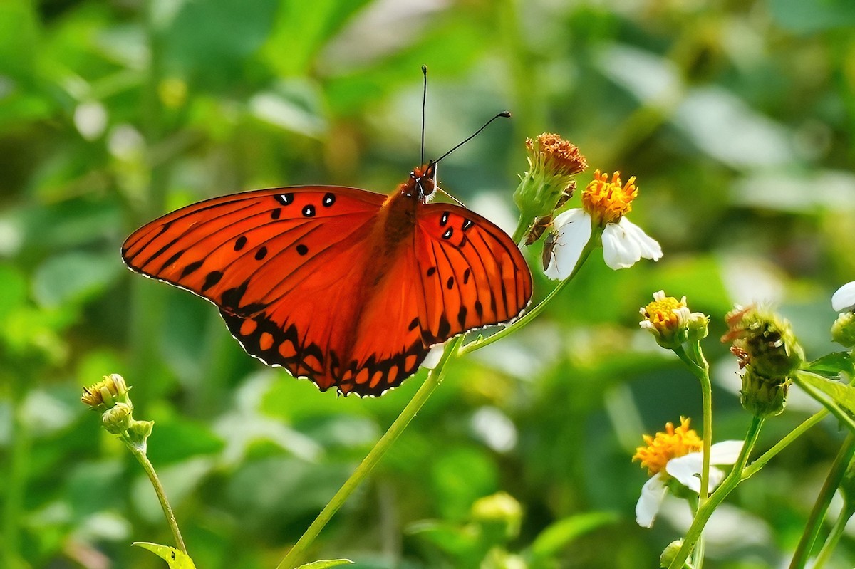 Gulf Fritillary - ML647134602