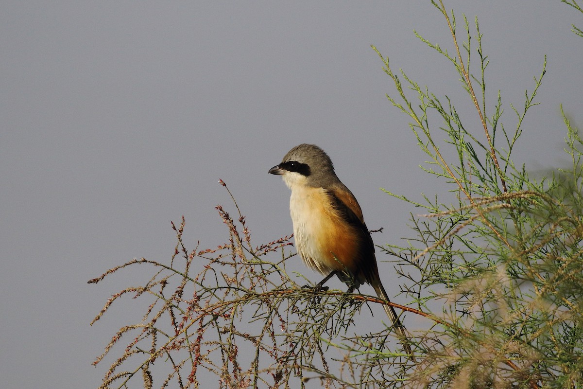 Pie-grièche schach - ML647134603