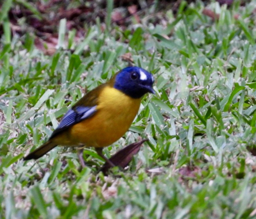 Rougegorge étoilé - ML647134605