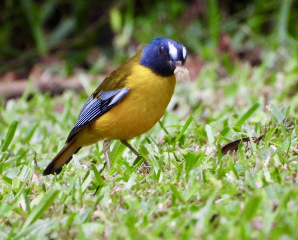 Rougegorge étoilé - ML647134606