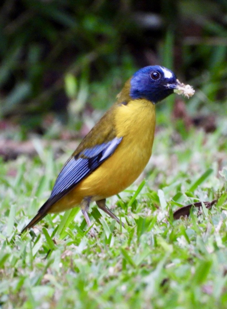 Rougegorge étoilé - ML647134607