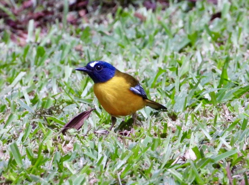 Rougegorge étoilé - ML647134608