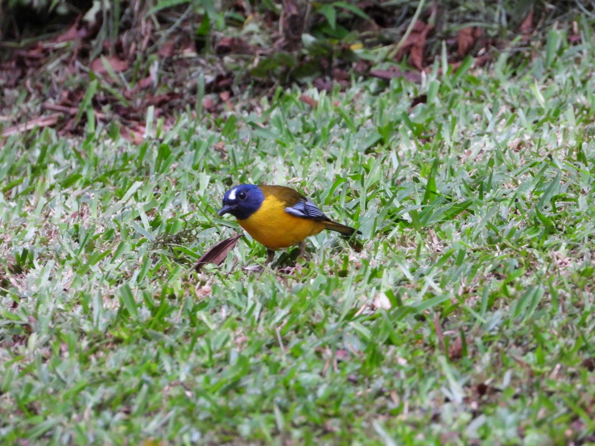 Rougegorge étoilé - ML647134609