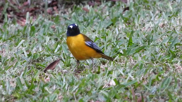 White-starred Robin - ML647134610