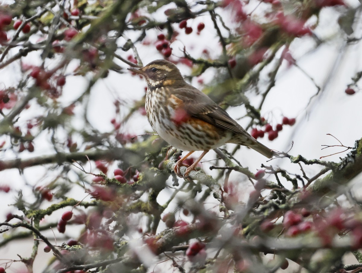 Grive mauvis - ML647134611