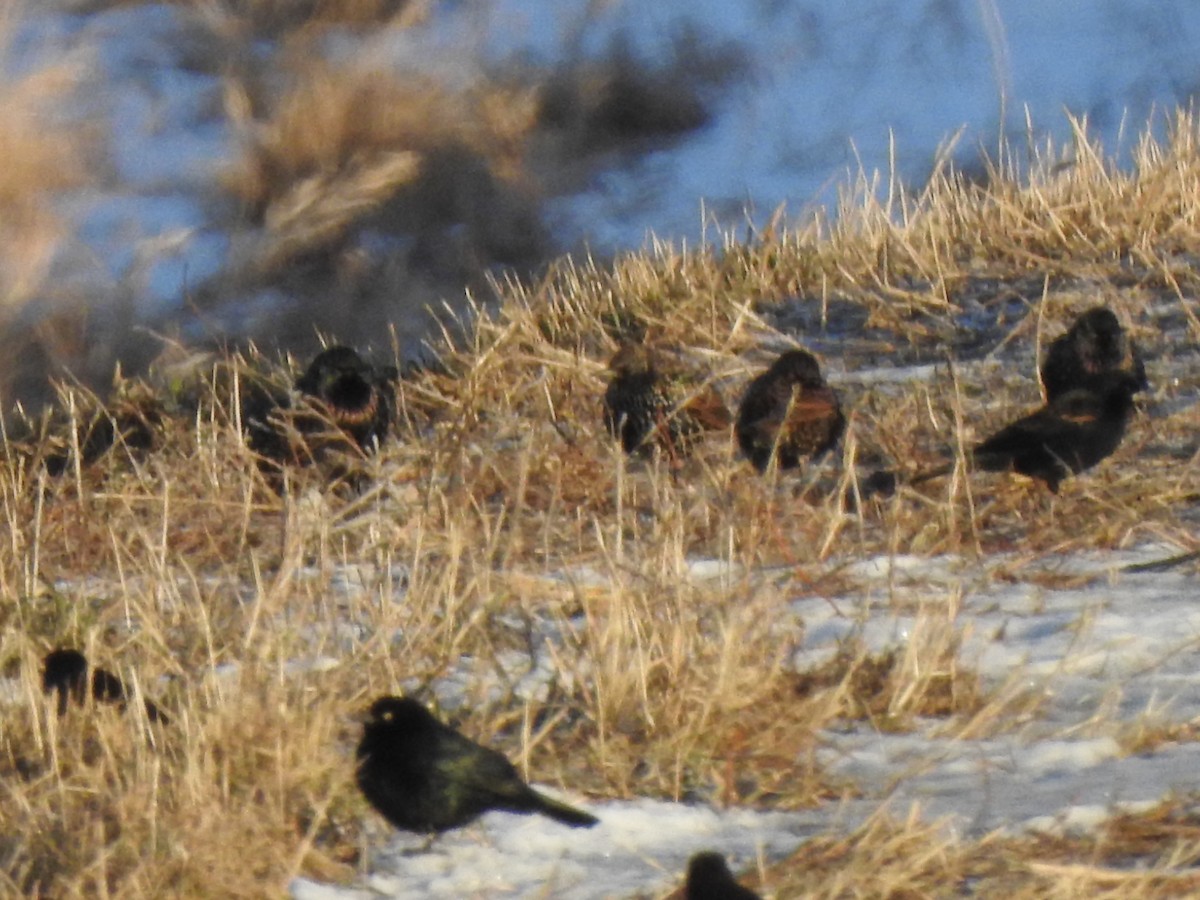 Brewer Karatavuğu - ML647134614