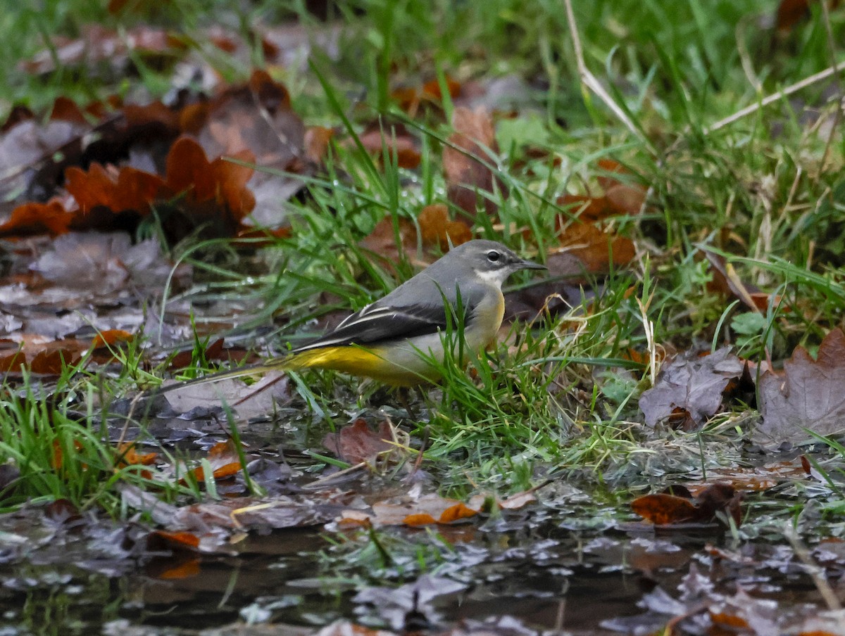 Bergeronnette des ruisseaux - ML647134615