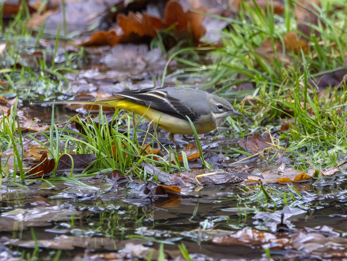 Bergeronnette des ruisseaux - ML647134616