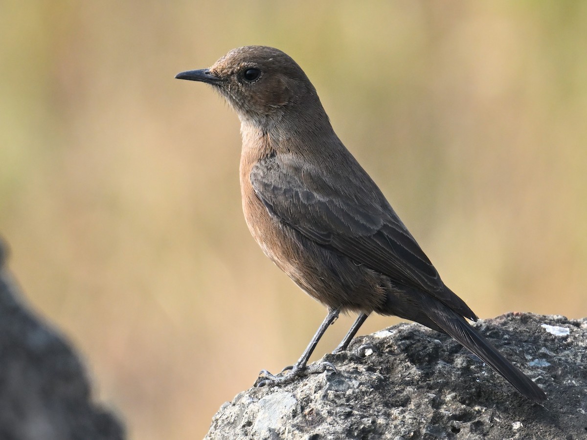 Traquet bistré - ML647134617