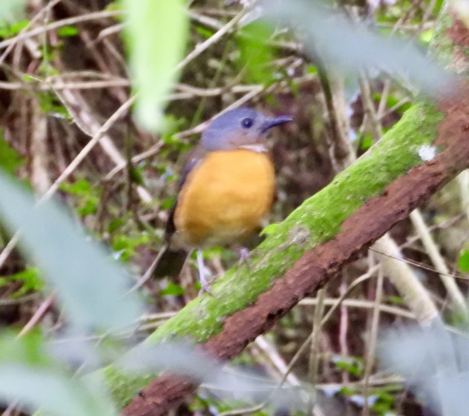 Rougegorge de Swynnerton - ML647134620