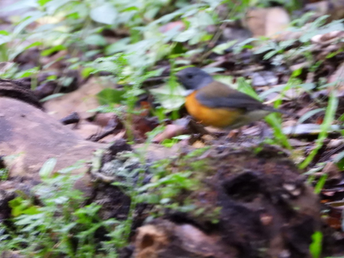 Rougegorge de Swynnerton - ML647134621