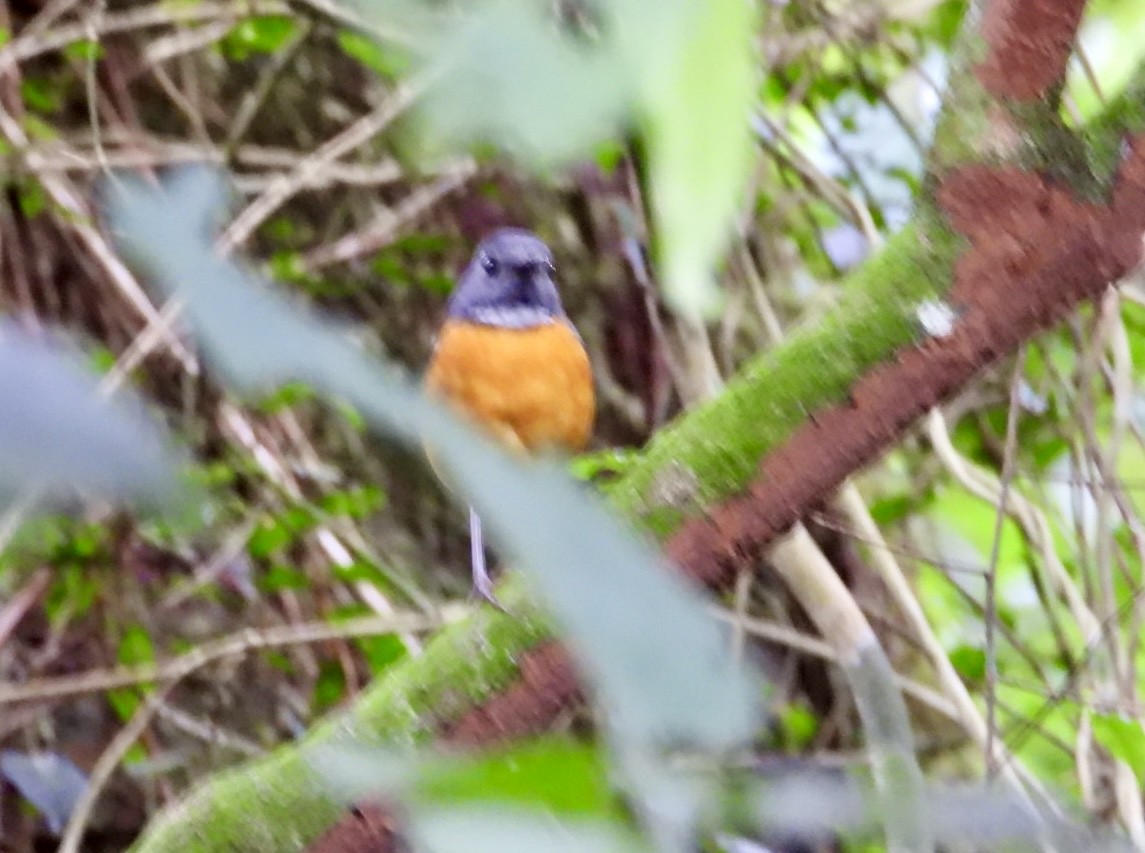 Rougegorge de Swynnerton - ML647134622