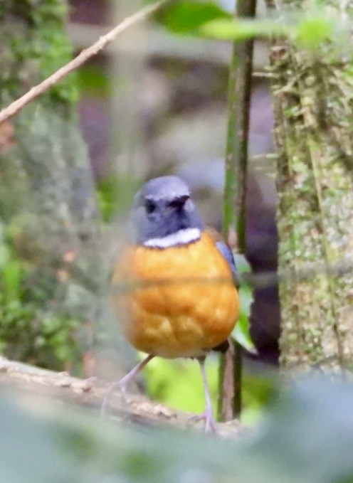 Rougegorge de Swynnerton - ML647134623