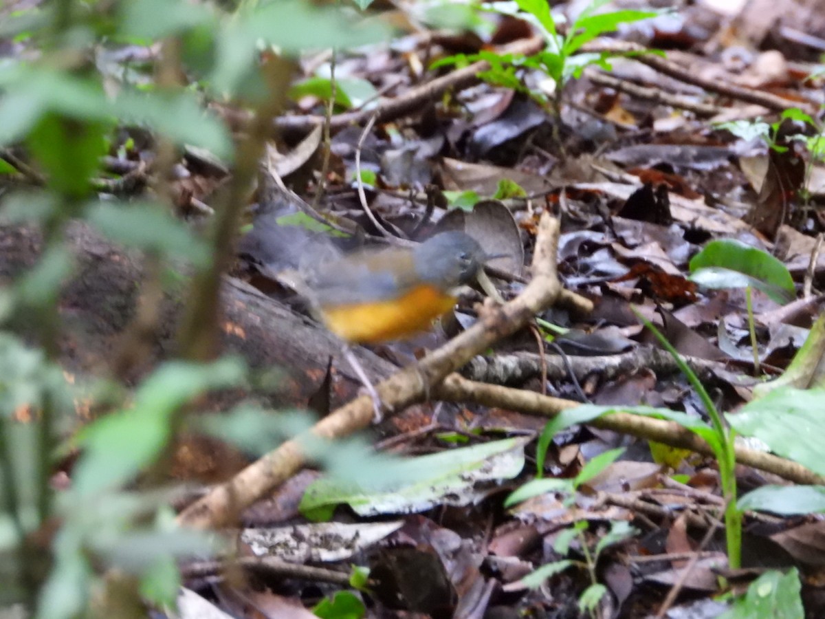 Rougegorge de Swynnerton - ML647134624