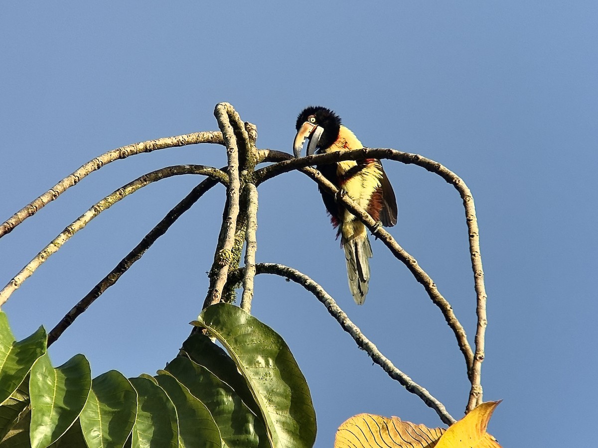 Araçari à collier - ML647134626