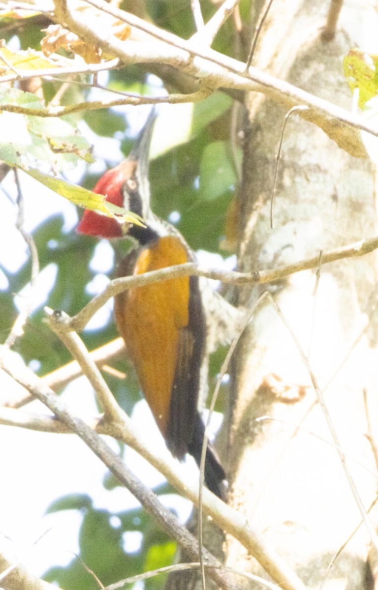 Pic de Malabar - ML647134628