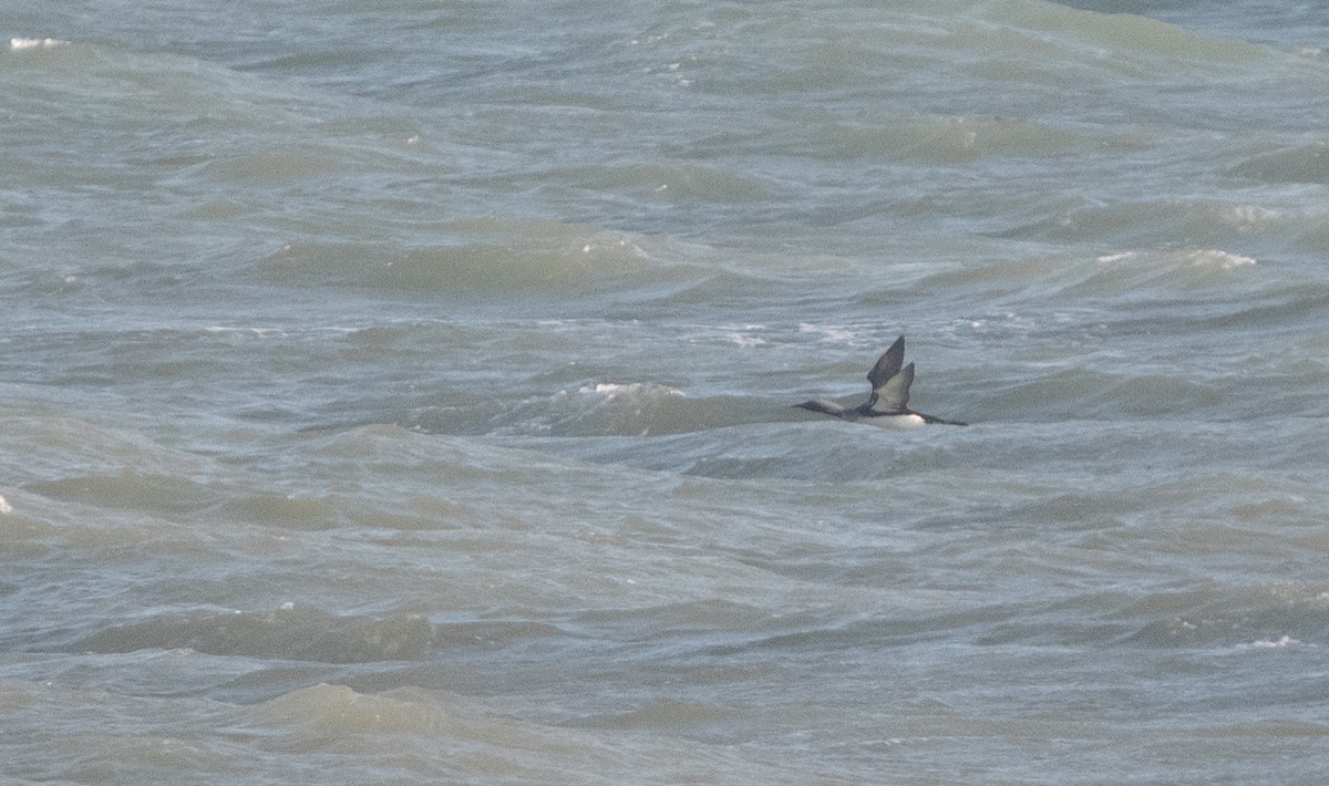 Plongeon arctique - ML647134629