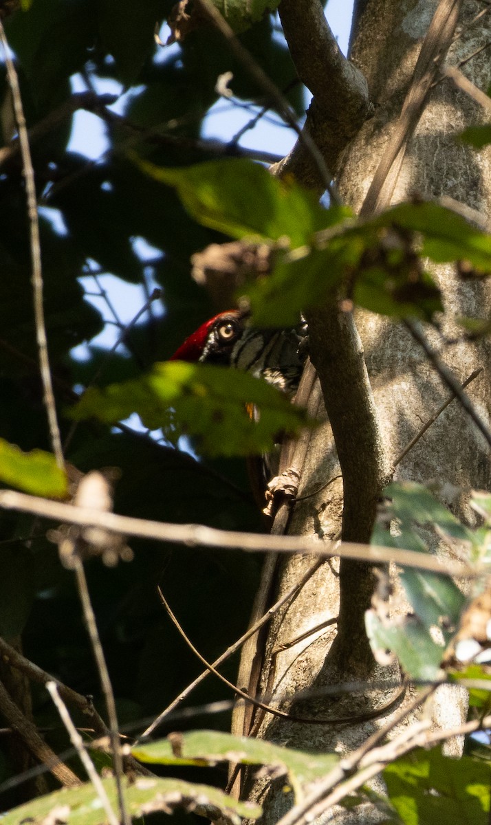 Pic de Malabar - ML647134630