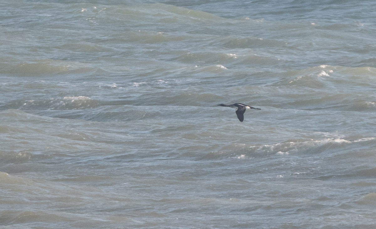 Plongeon arctique - ML647134631