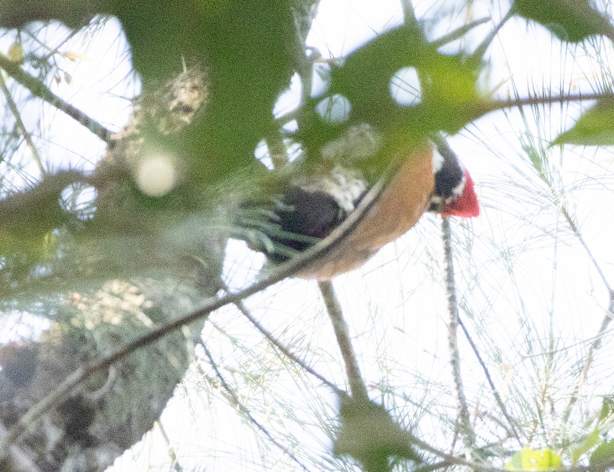 Pic de Malabar - ML647134633