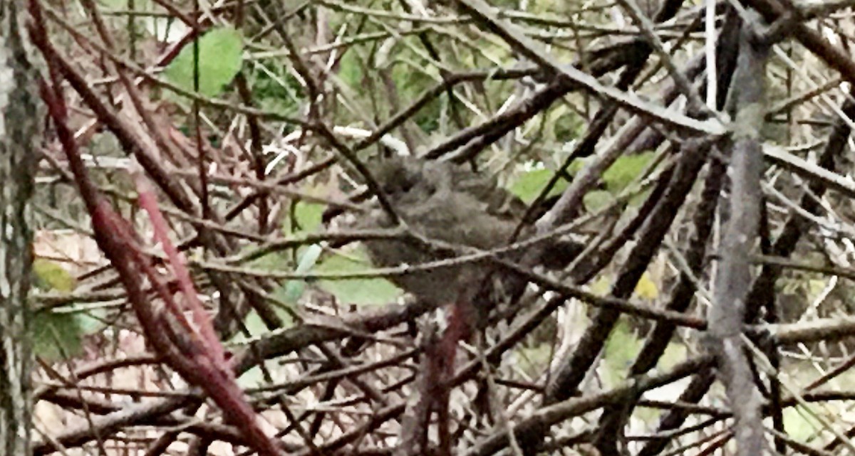 Bruant à couronne dorée - ML647134634