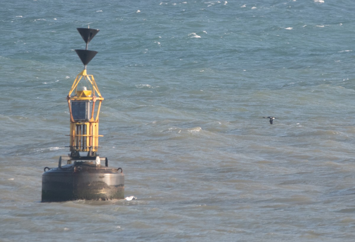 Plongeon arctique - ML647134635