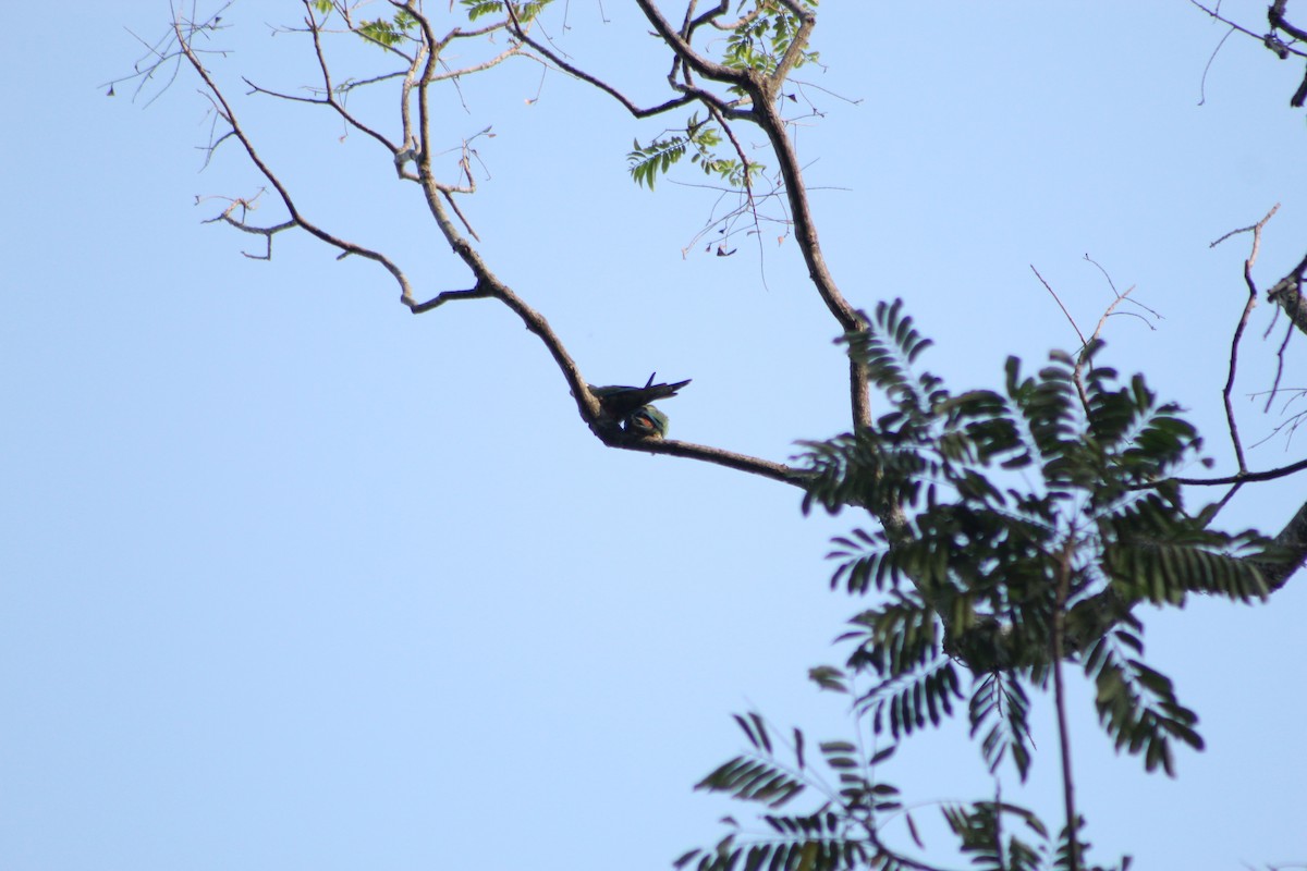 Blue-winged Macaw - ML647134636