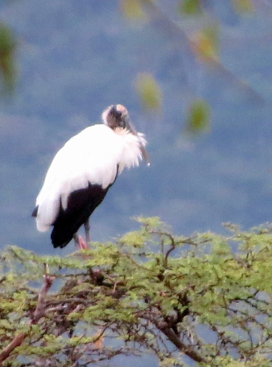 アメリカトキコウ - ML647134644