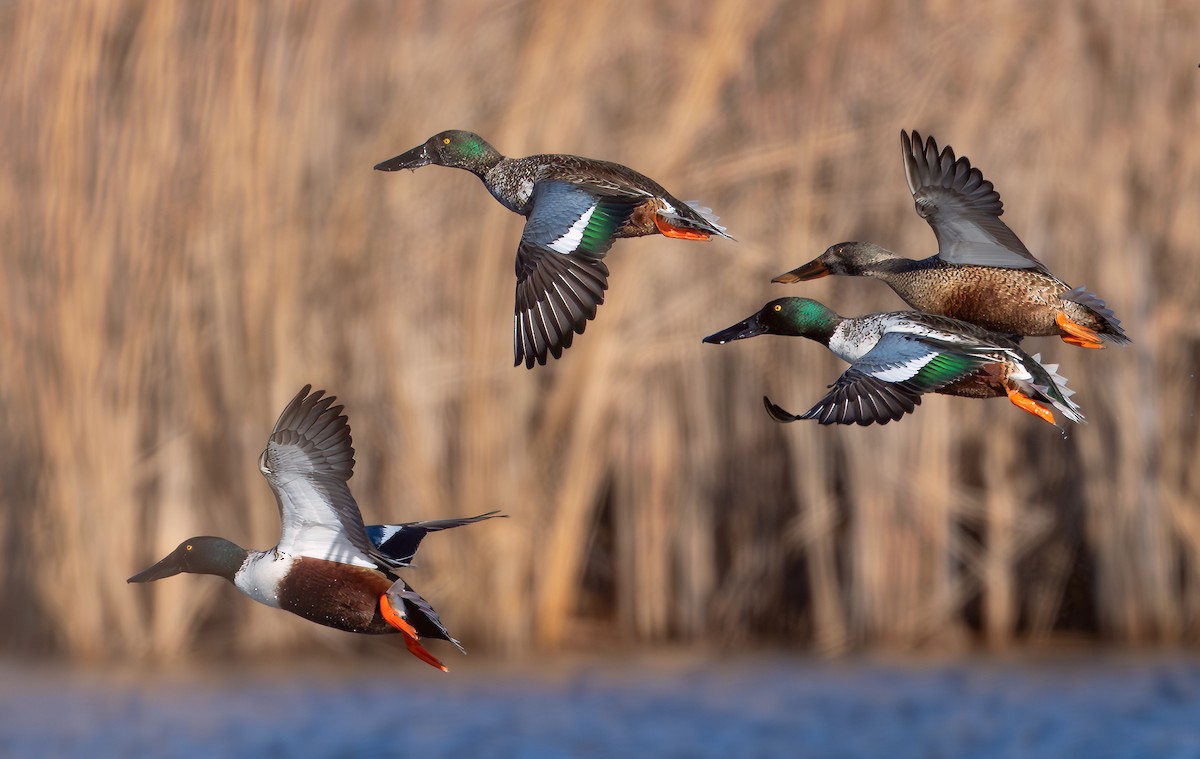 Northern Shoveler - ML647134647