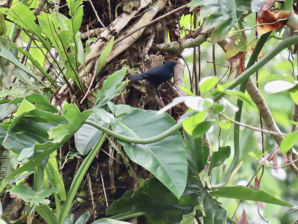 Jamaican Blackbird - ML647134648