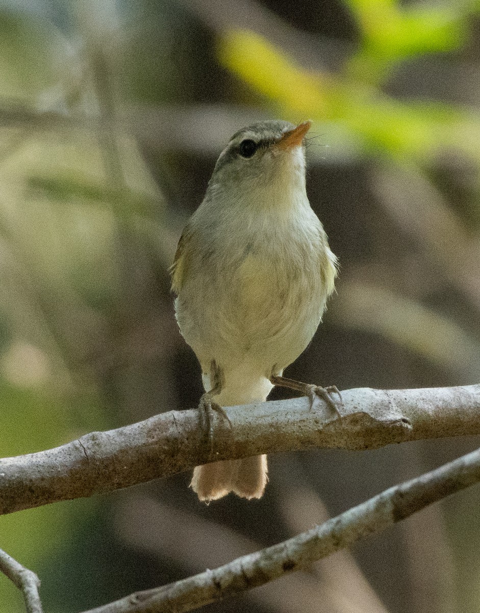 Green Warbler - ML647134660