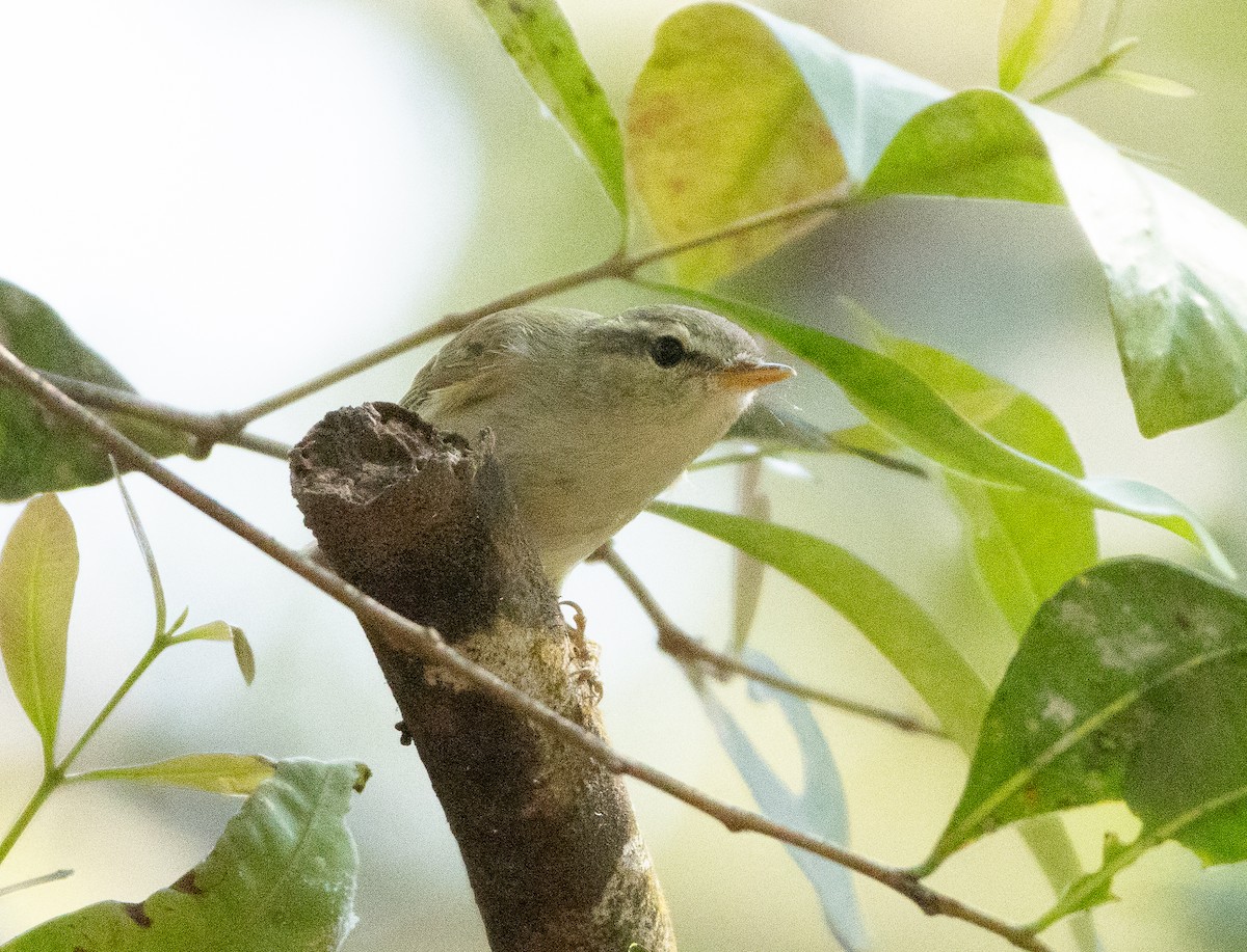 Желтобрюхая пеночка - ML647134663