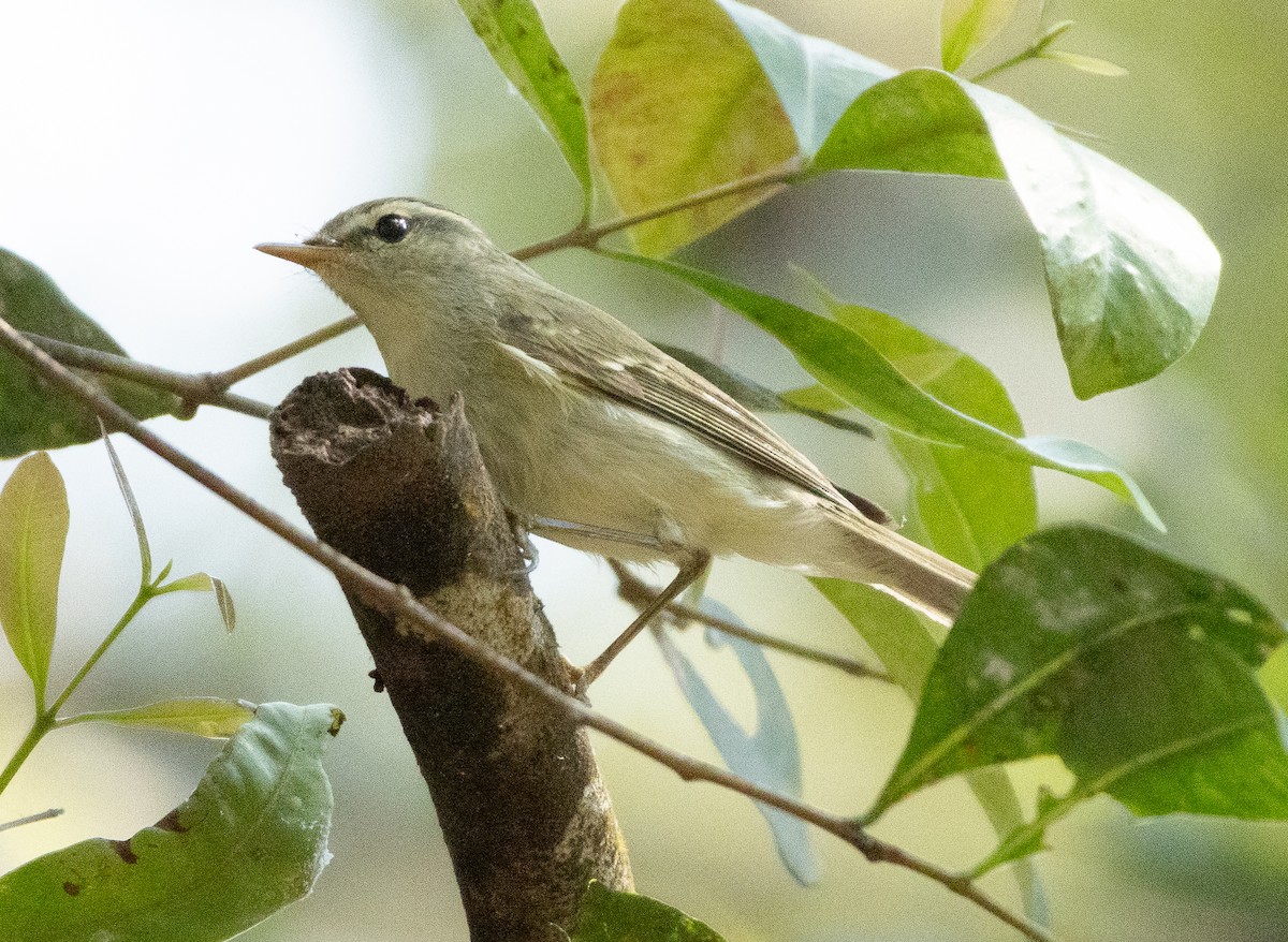 Желтобрюхая пеночка - ML647134664