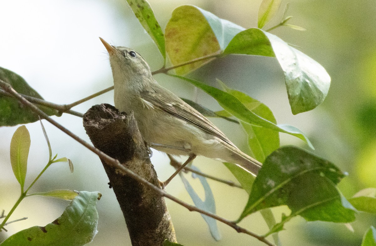 Желтобрюхая пеночка - ML647134665