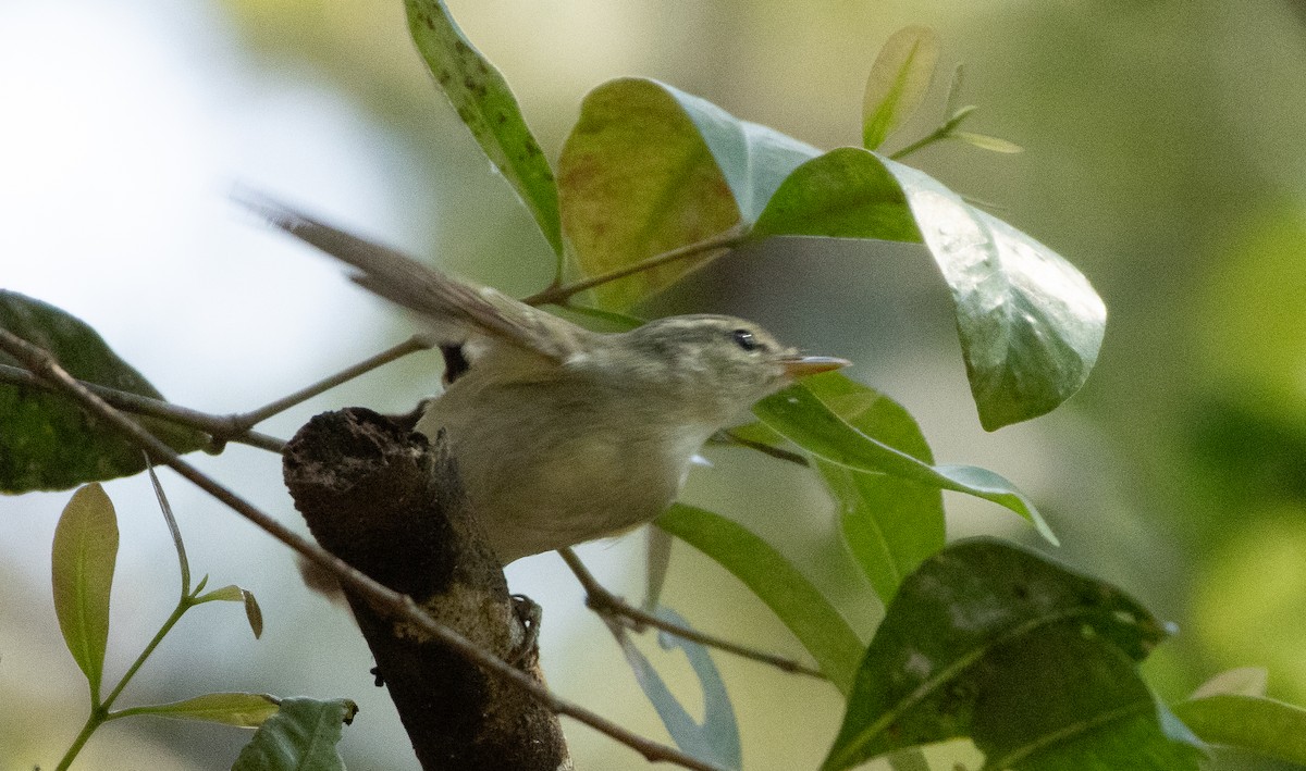 Желтобрюхая пеночка - ML647134670