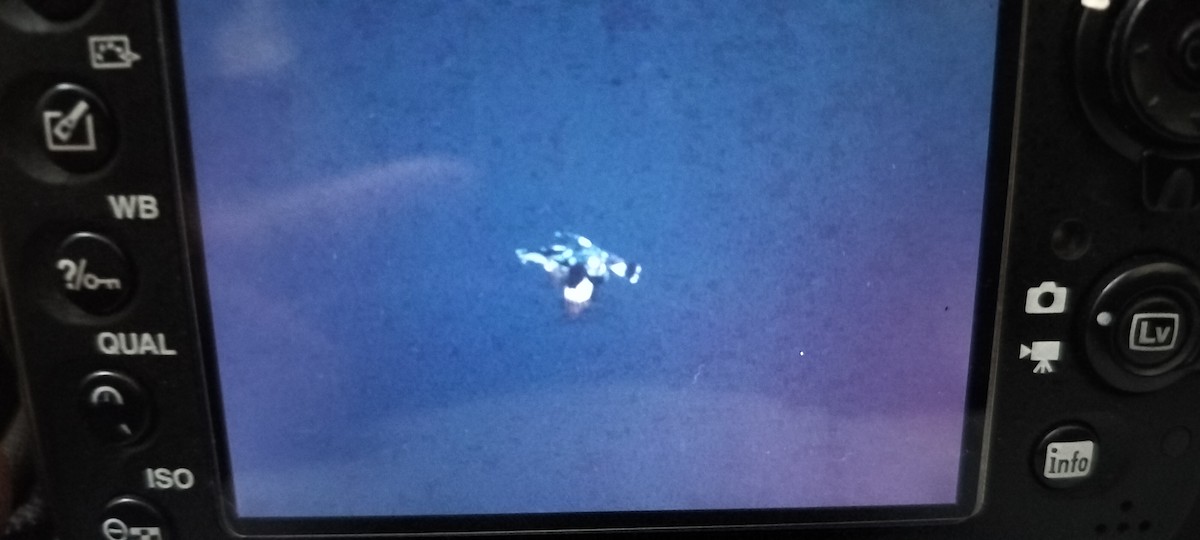 斑翡翠 - ML647134671