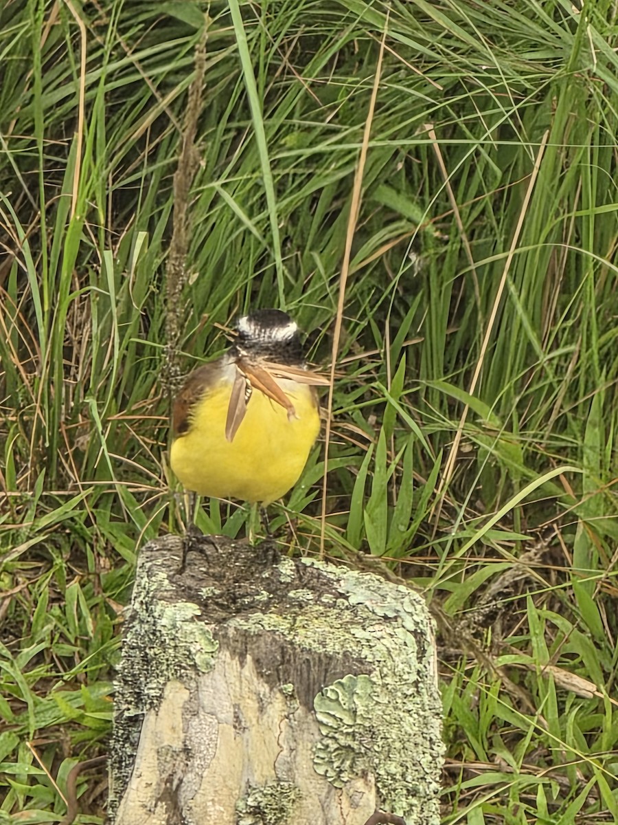 Great Kiskadee - ML647134677