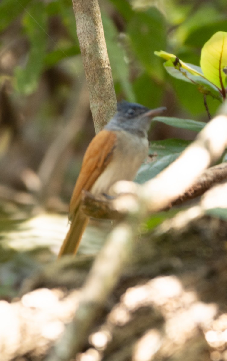 Indian Paradise-Flycatcher - ML647134678