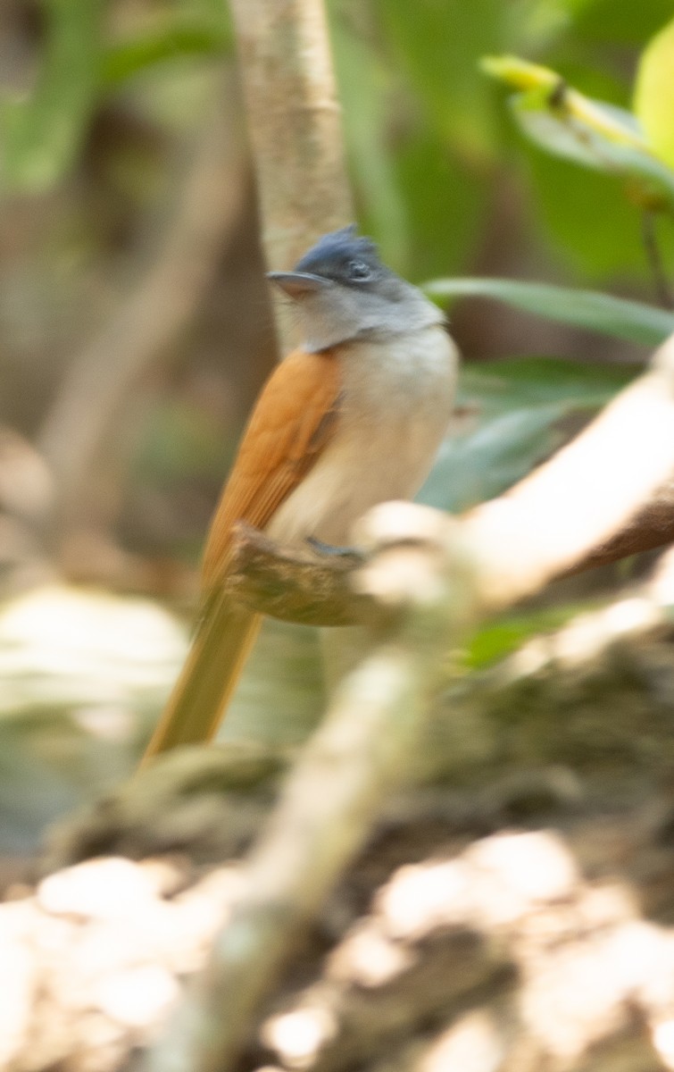 Indian Paradise-Flycatcher - ML647134679