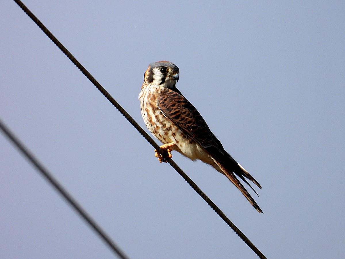 American Kestrel - ML647134681