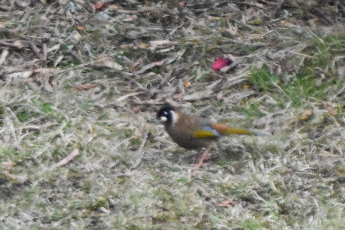 Black-faced Laughingthrush - ML647134682
