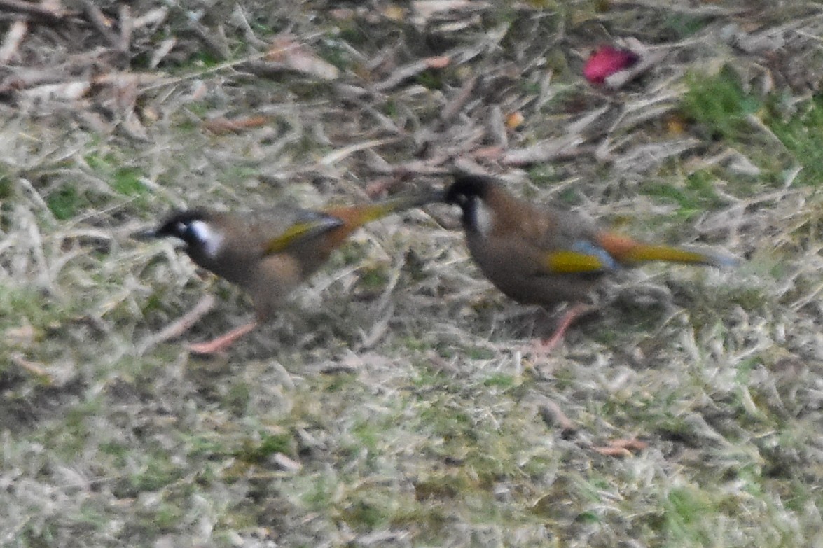 Black-faced Laughingthrush - ML647134683