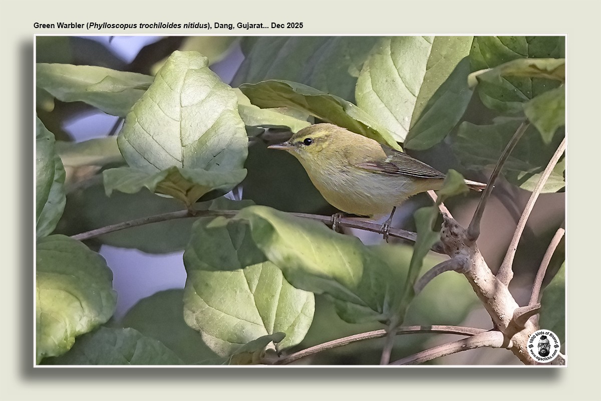 Green Warbler - ML647134684