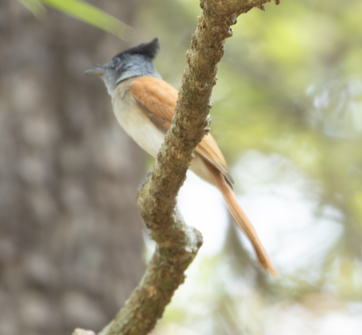 Indian Paradise-Flycatcher - ML647134685