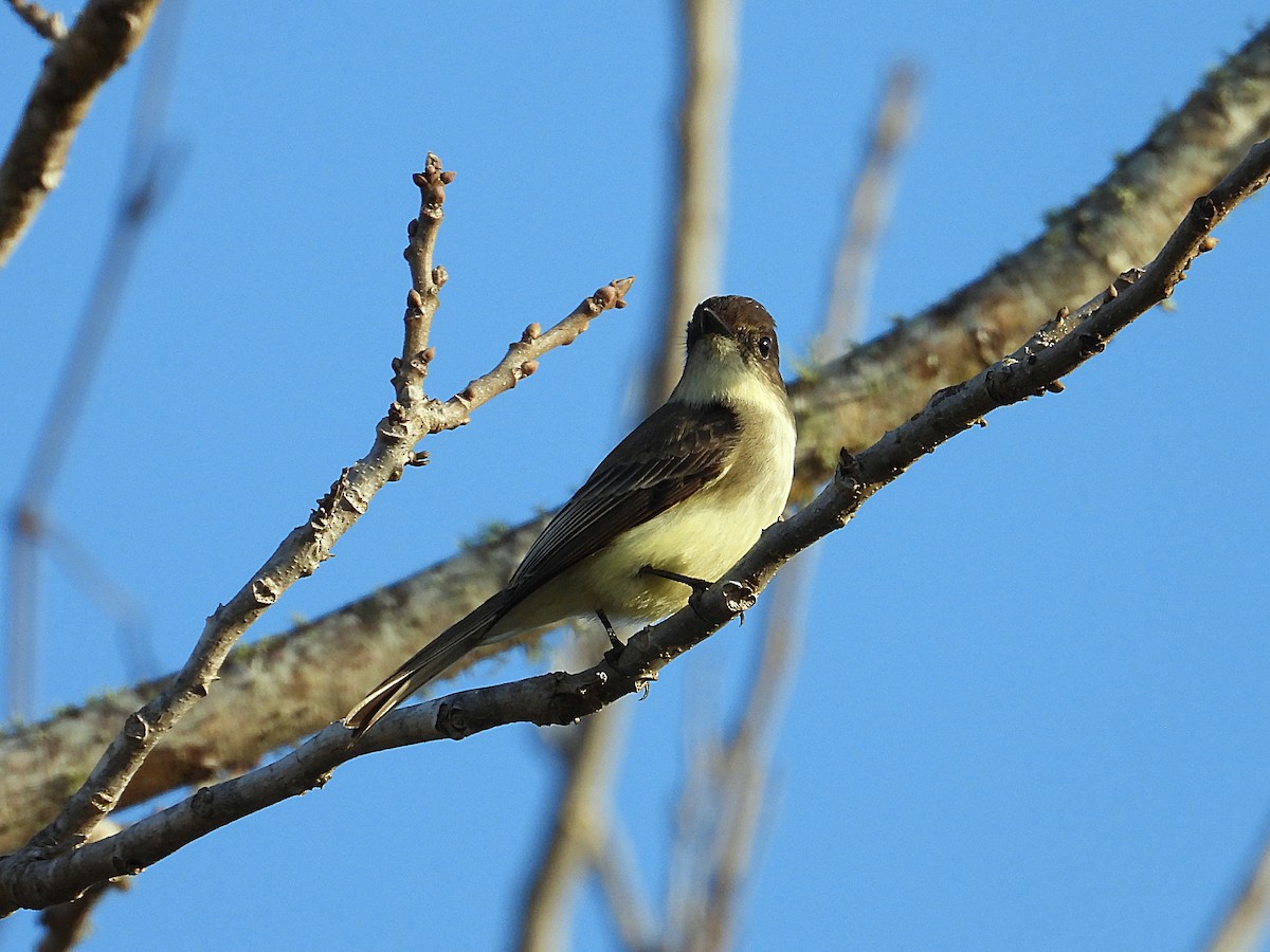 Eastern Phoebe - ML647134689