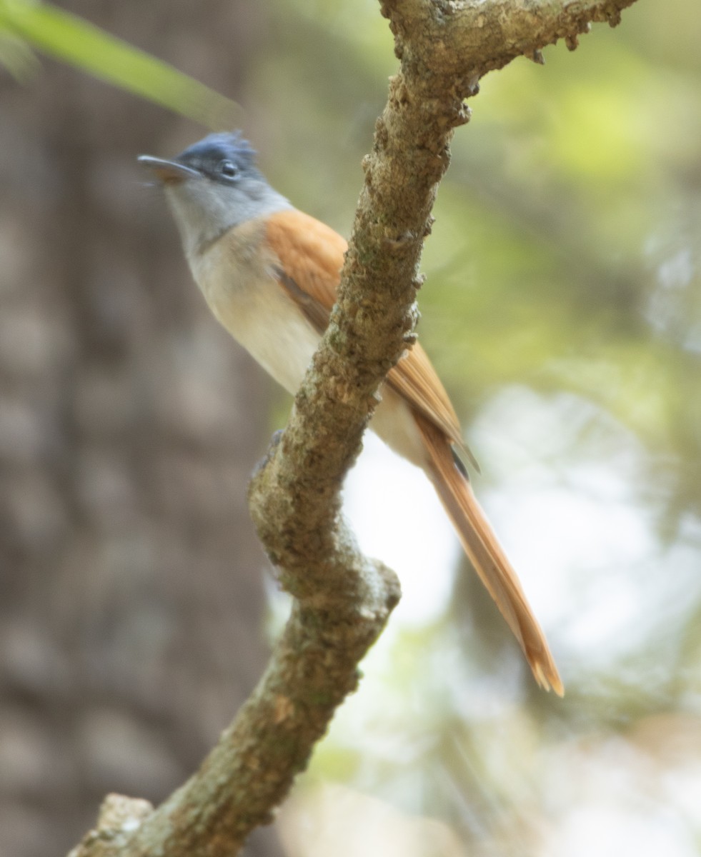 Indian Paradise-Flycatcher - ML647134690