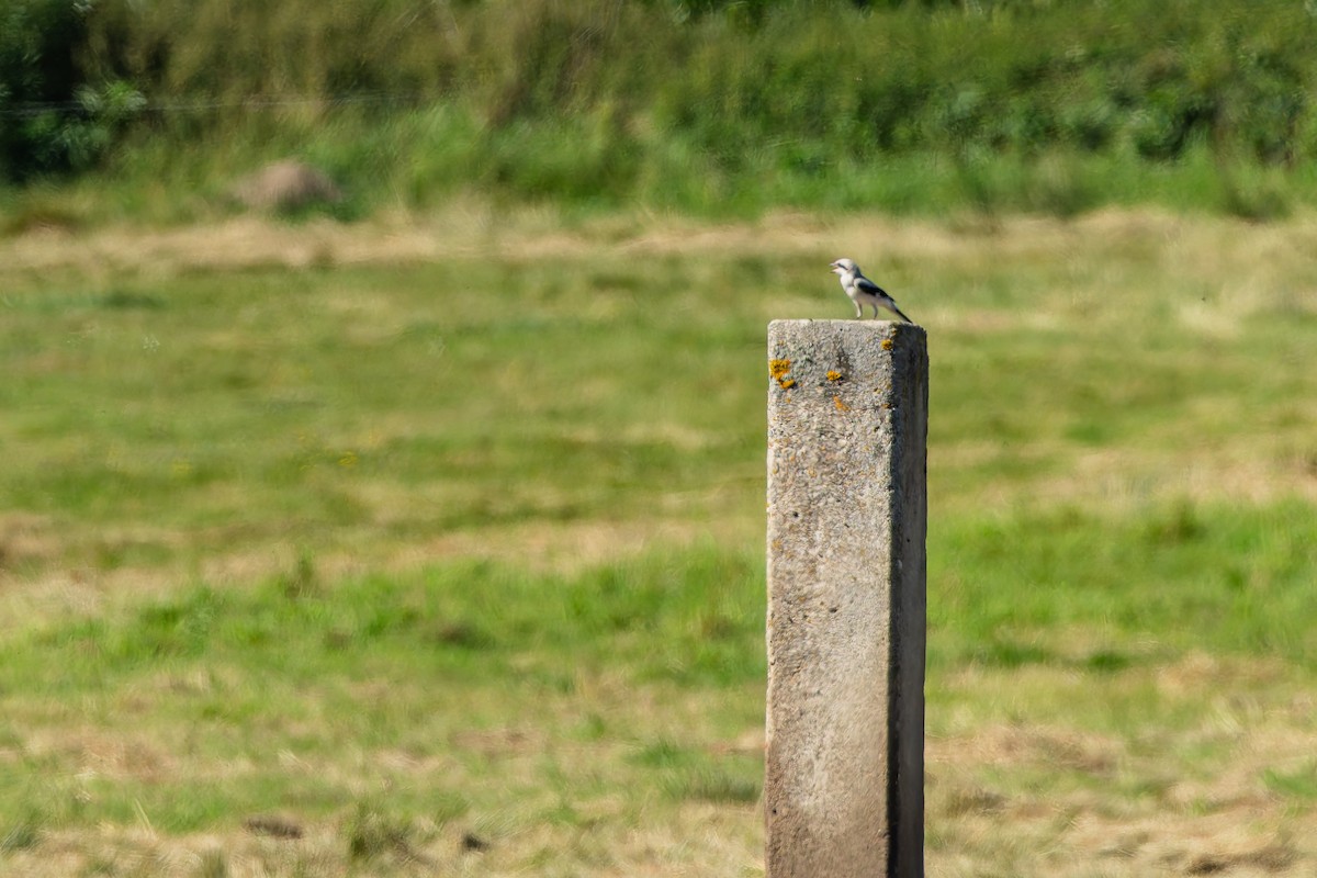 西方灰伯勞 - ML647134691