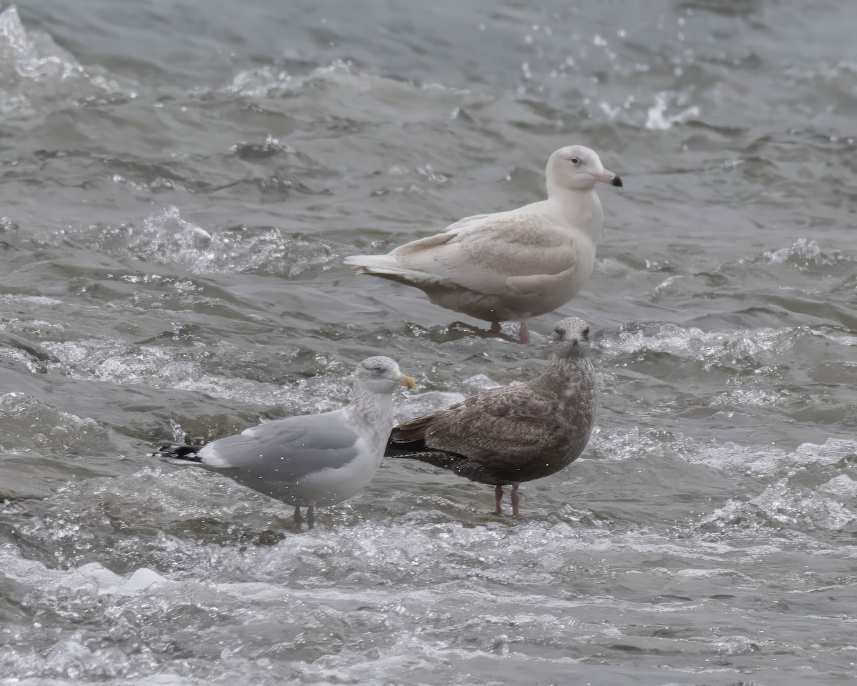 Бургомистр - ML647134695