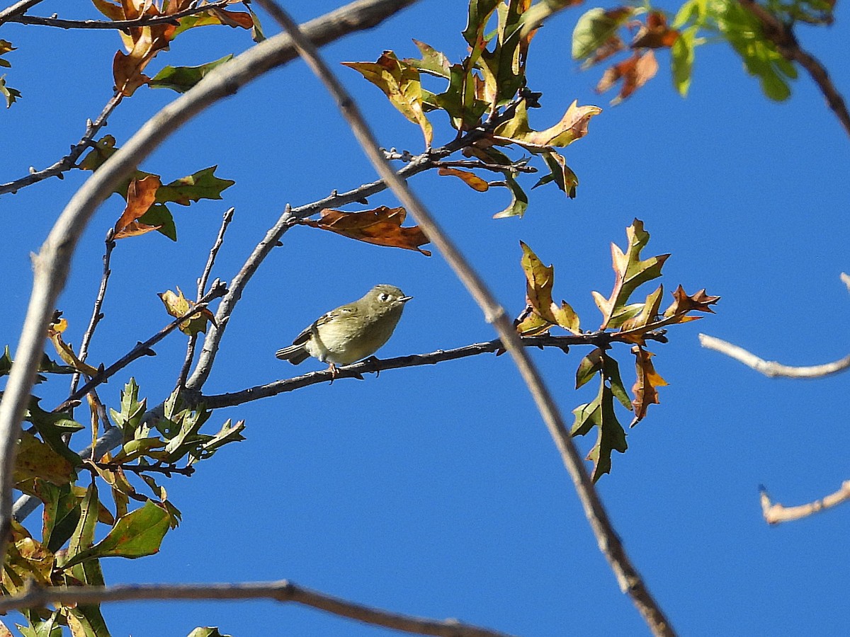 Ruby-crowned Kinglet - ML647134697